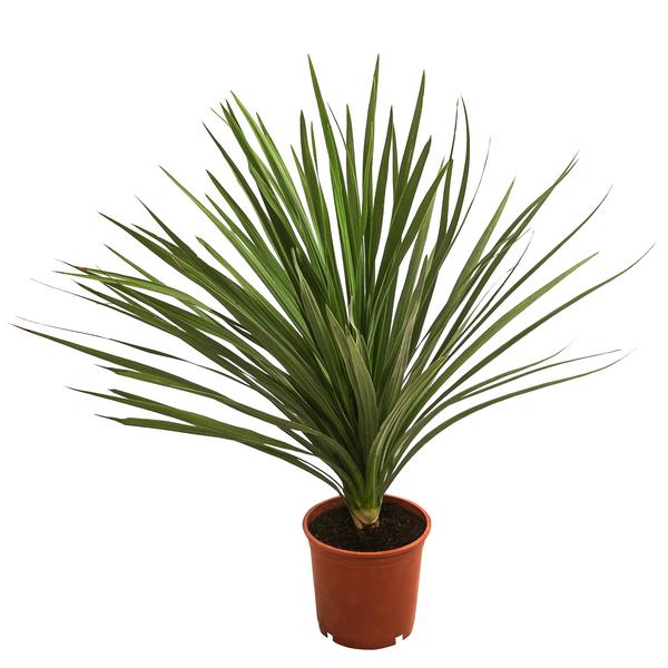 Keulenlilie - Dracaena indivisa