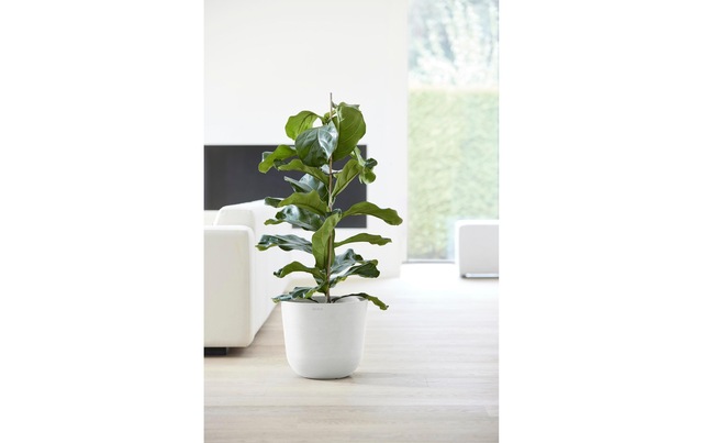 ECOPOTS Pflanzkübel »Oslo 35 Weiss«