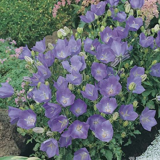 Campanule des Carpates : godet vert