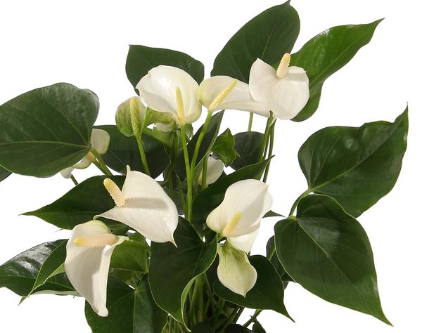Große Flamingoblume - Anthurium andreanum,