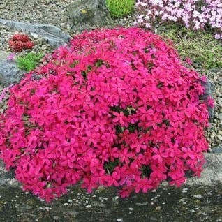 Kruipphlox (Phlox douglasii 'Red Admiral') D 9 H 10 cm
