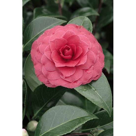 Camellia 'Black Lace' : H 40/50 cm, ctr 3 Litres