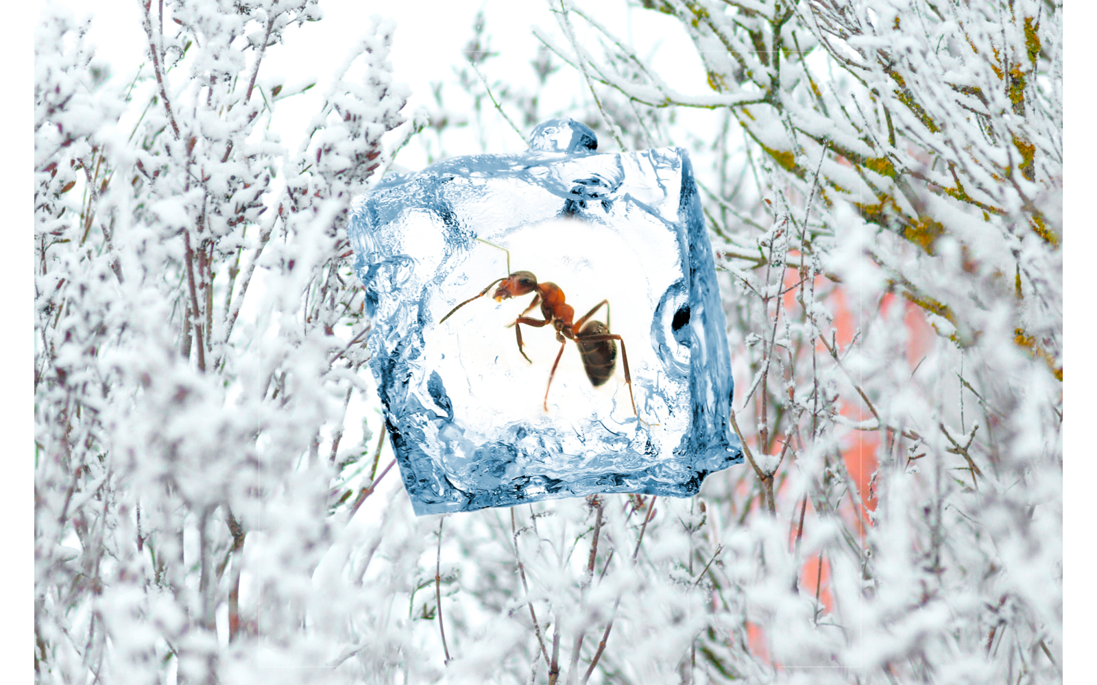 Swissinno Insekten Frostspray - insektizidfrei-