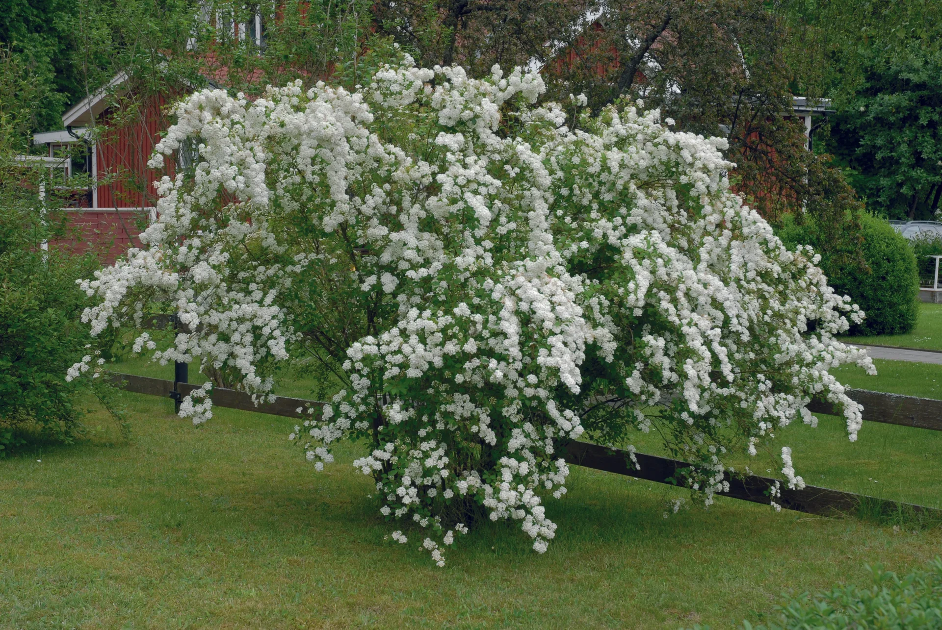 Spiraea x vanhouttei Gentspirea Ø15 cm