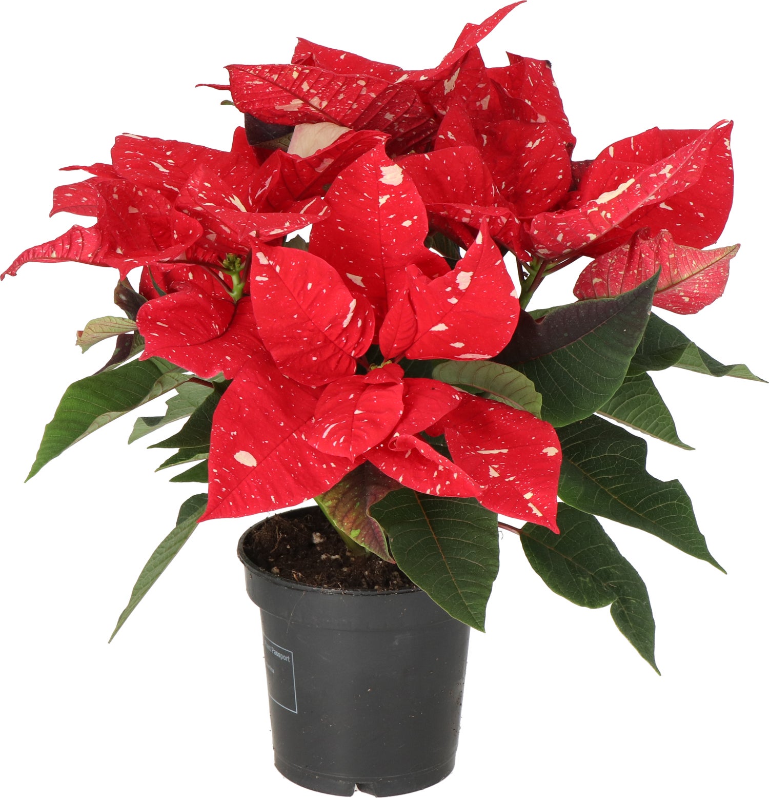 Kerstster (Euphorbia pulcherrima 'Superba New Glitter') D 10,5 H 25 cm