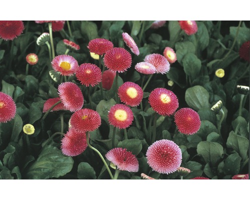 Daisy FloraSelf Bellis perennis Ø 9 cm pot willekeurige selectie