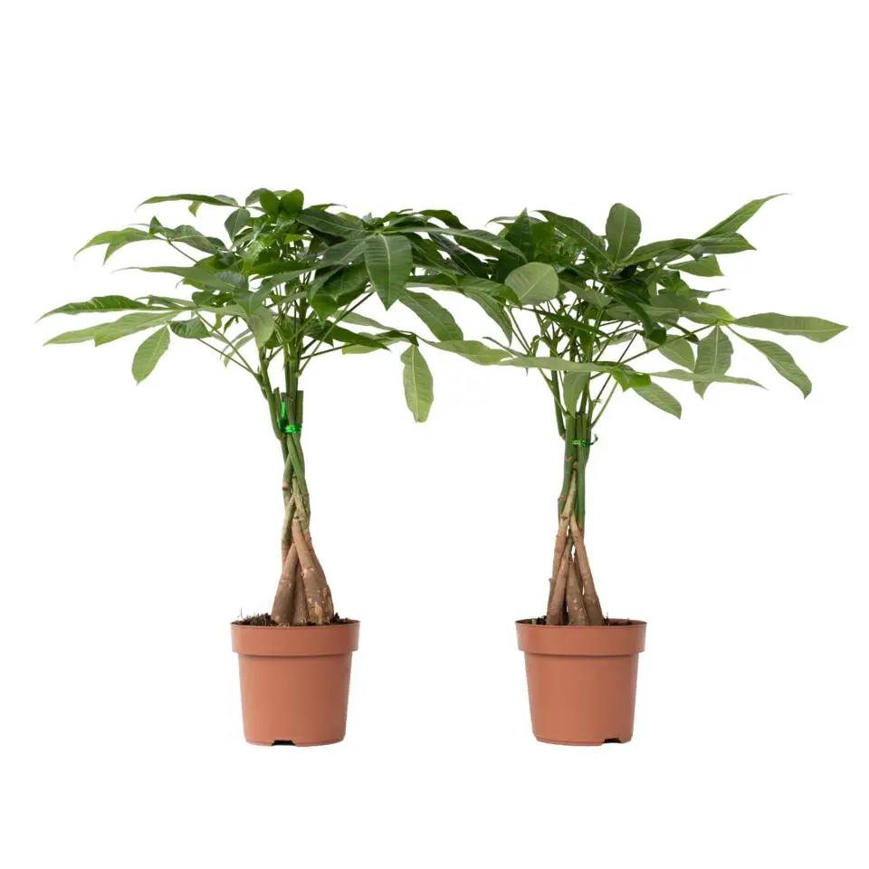 Geldboom - Set van 2 - Pachira aquatica - Hoogte 60-70cm - ⌀17cm