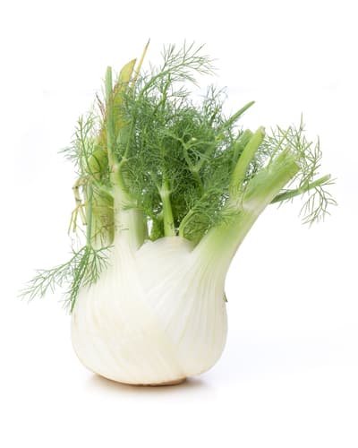 Fenchel, 1 Stk.