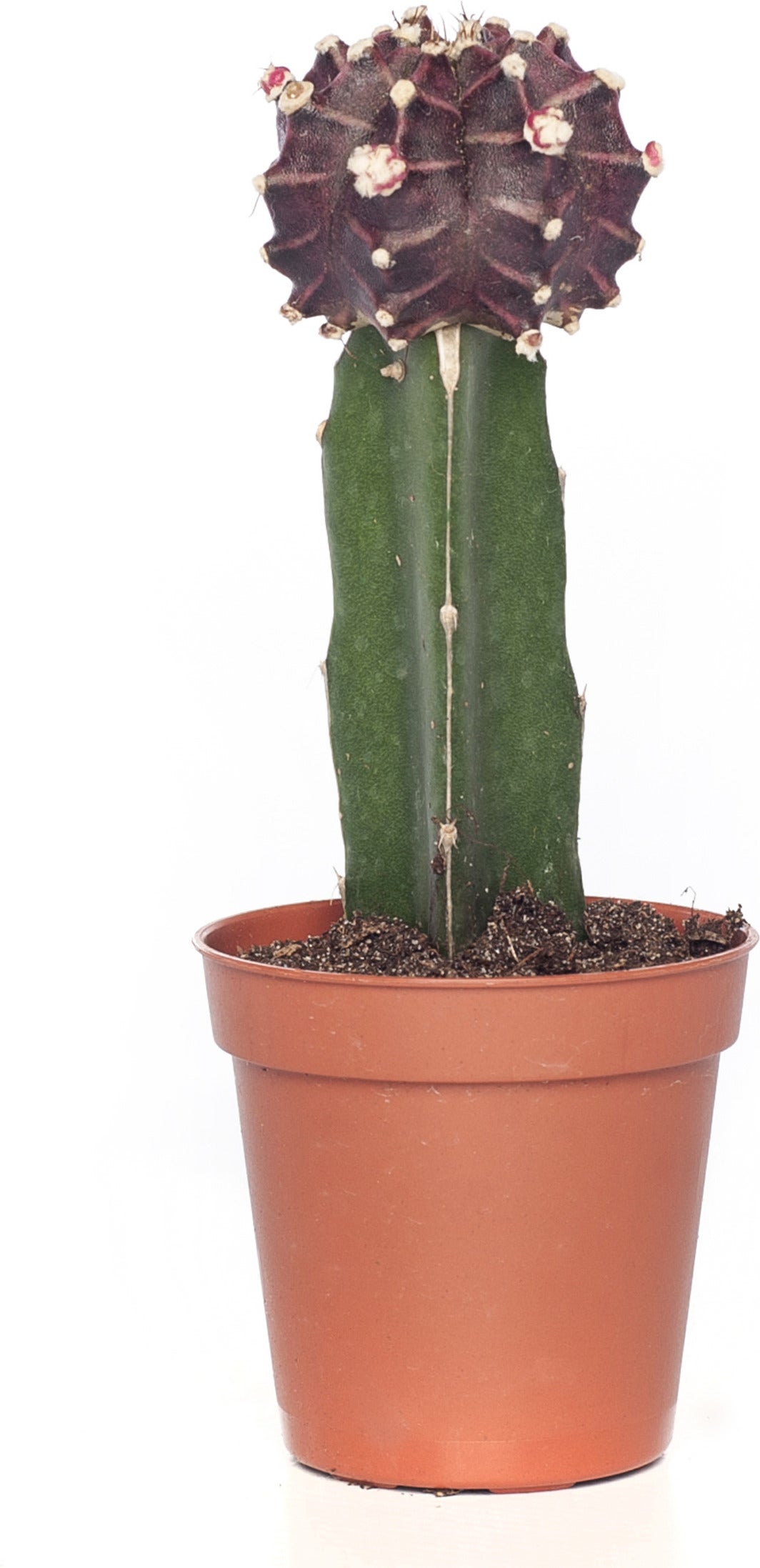 Maancactus (Gymnocalycium mihanovichii) rood D 5,5 H 14 cm