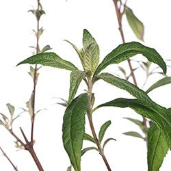 Vlinderstruik (Buddleja davidii 'Pink Delight') D 24 H 40 cm