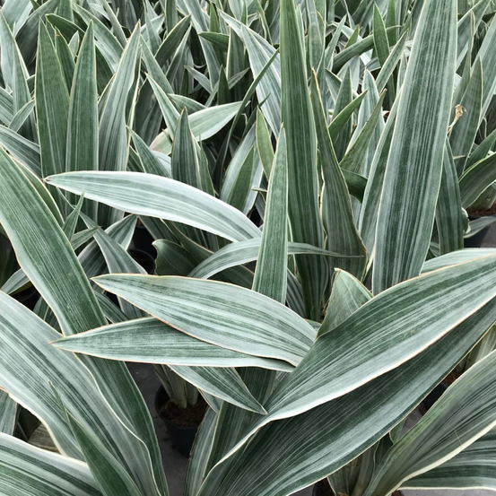 Sanseveria Aubrytniana - pot D14cm