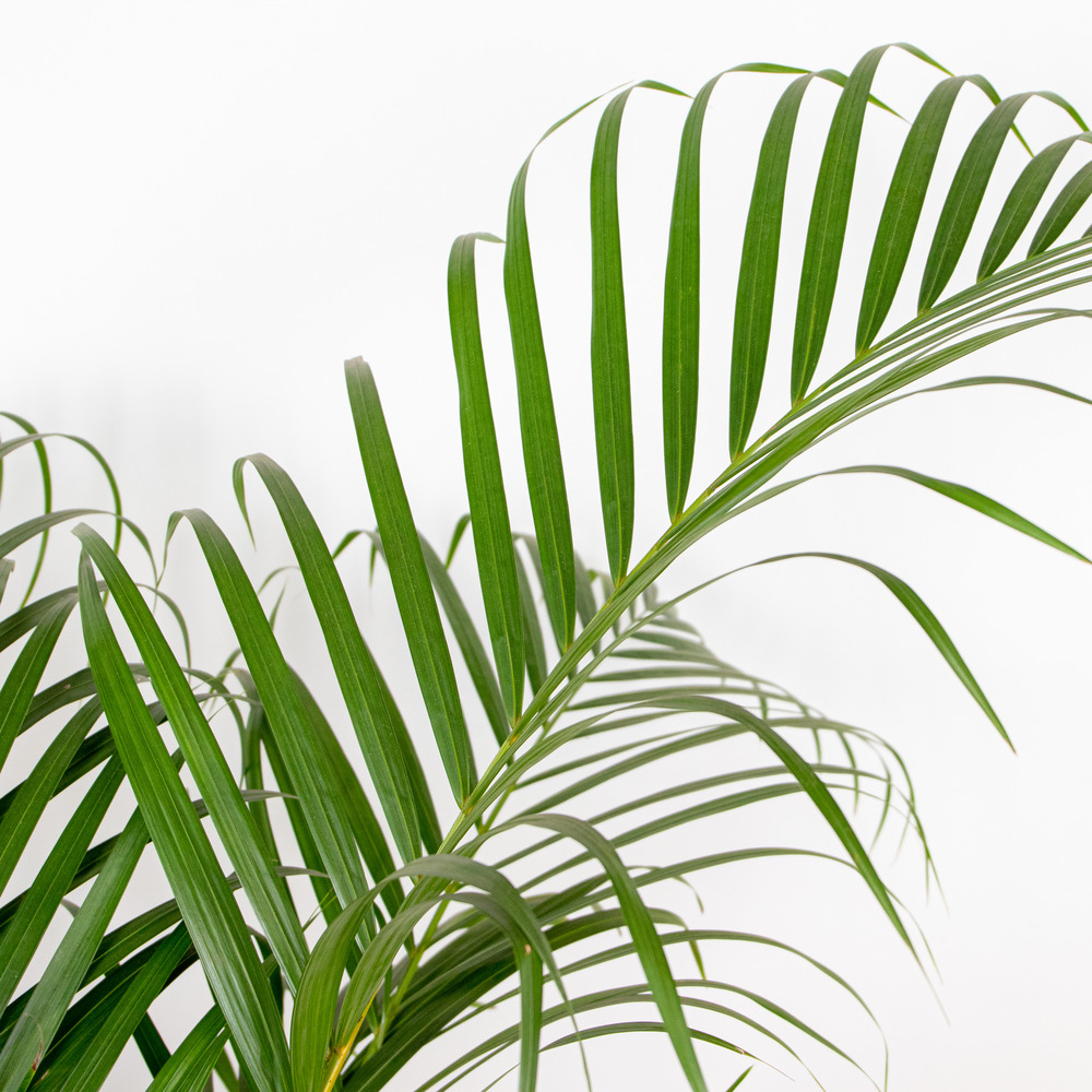 Dypsis lutescens - palmier dorés - plante d'intérieur - entretien facile – ⌀21 cm - ↕100-110 cm