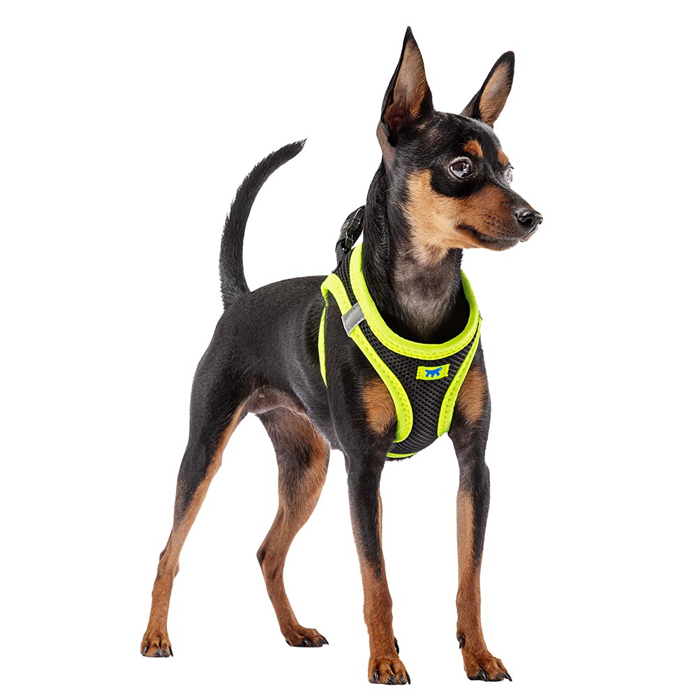 Harnais pour chiens kaori xs en nylon respirant, rembourré et réfléchissant