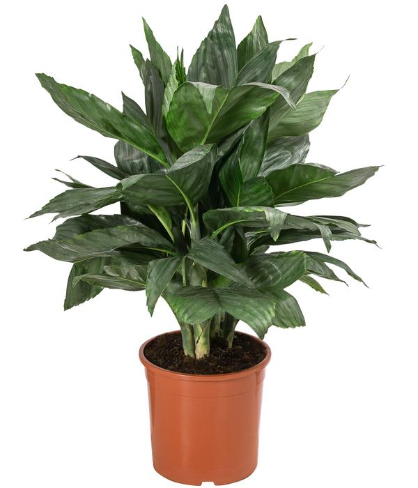 Metallische Bergpalme - Chamaedorea metallica