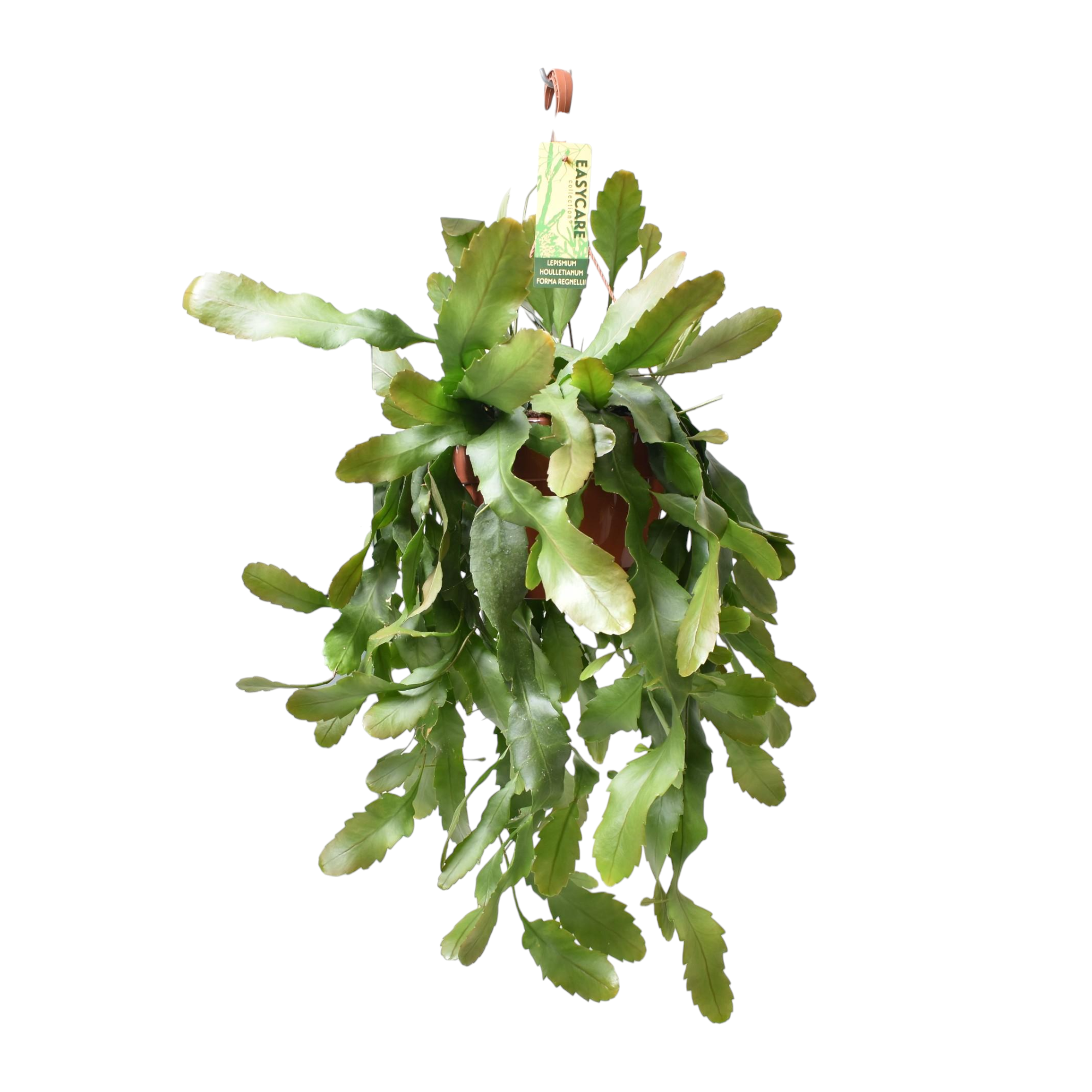 Plante d'intérieur - lepismium houlletianum 'forma regnellii' 70.0cm