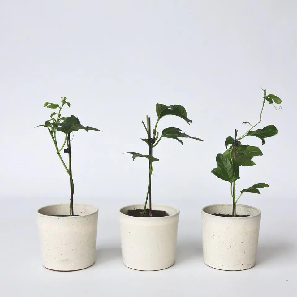 Passiebloem - Set van 3 - Passiflora edulis 'Frederick' - Hoogte 25-40cm - ⌀9cm