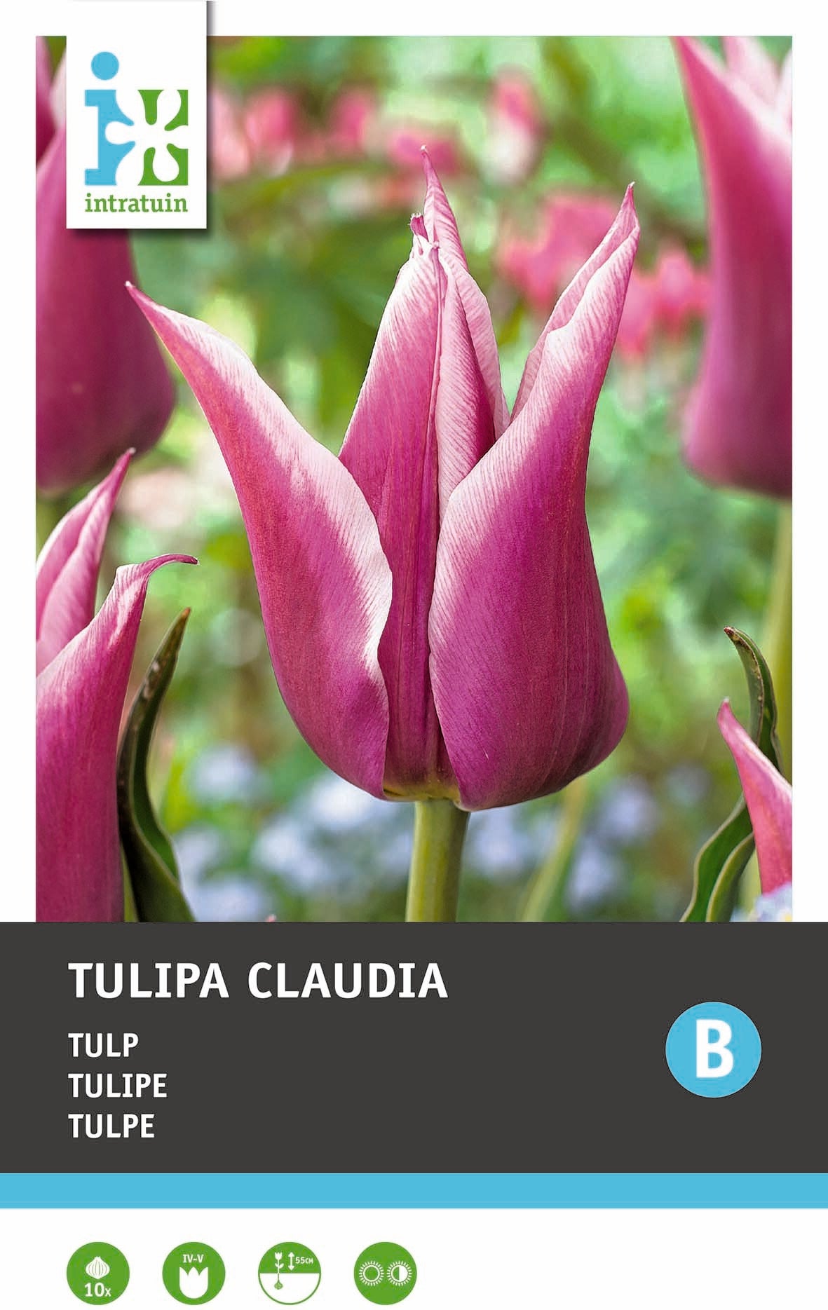 Intratuin bloembollen Tulp (Tulipa 'Claudia')10 stuks