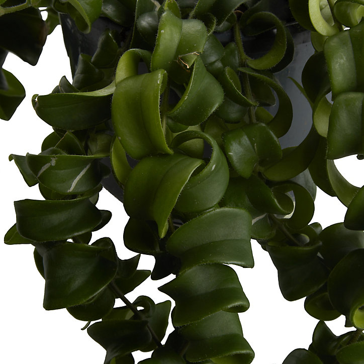 Aeschynanthus « Rasta », pot suspendu, 15cm