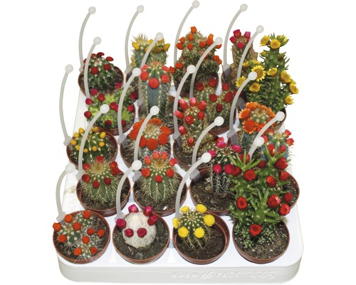 Cactus met strobloemen FloraSelf Cactus H 15-20 cm Ø 5,5 cm pot willekeurige variëteitselectie