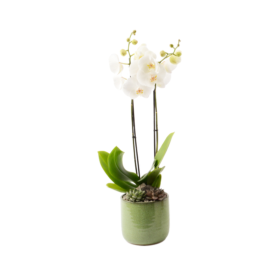 Compo Orchidée phalaenopsis et echeveria, cache-pot D21cm