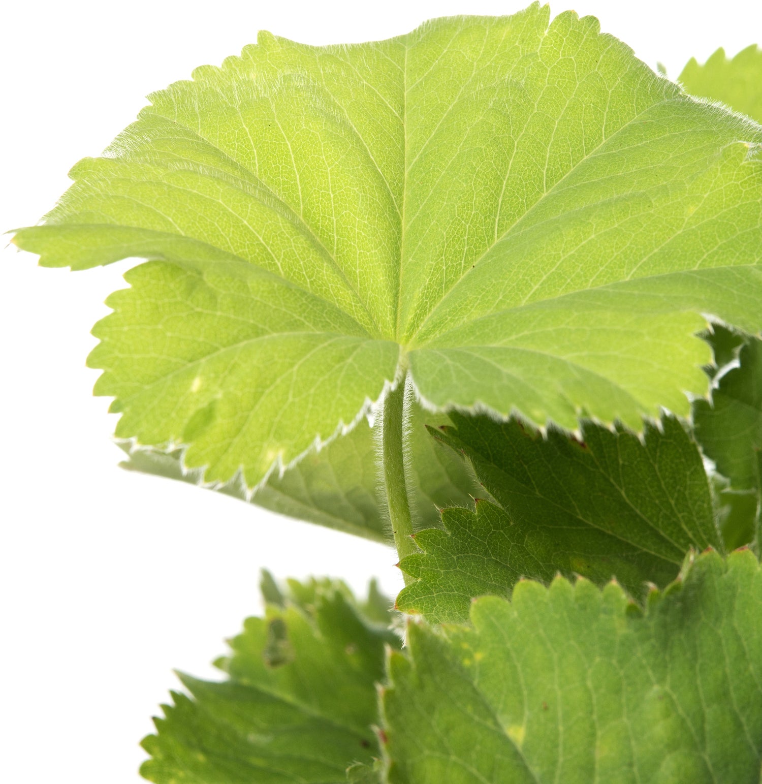 Vrouwenmantel (Alchemilla mollis) D 11 H 10 cm