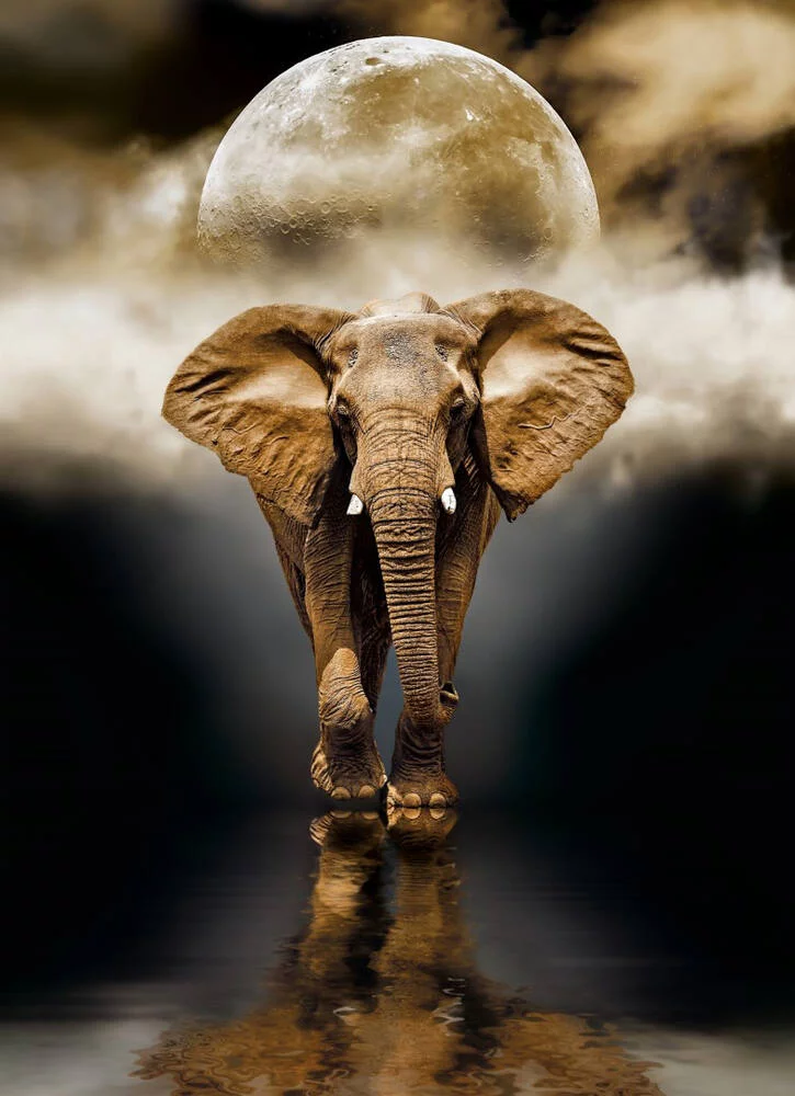 HIGH QUALITY  - PUZZLE COLLECTION 1000 PIECES THE ELEPHANT