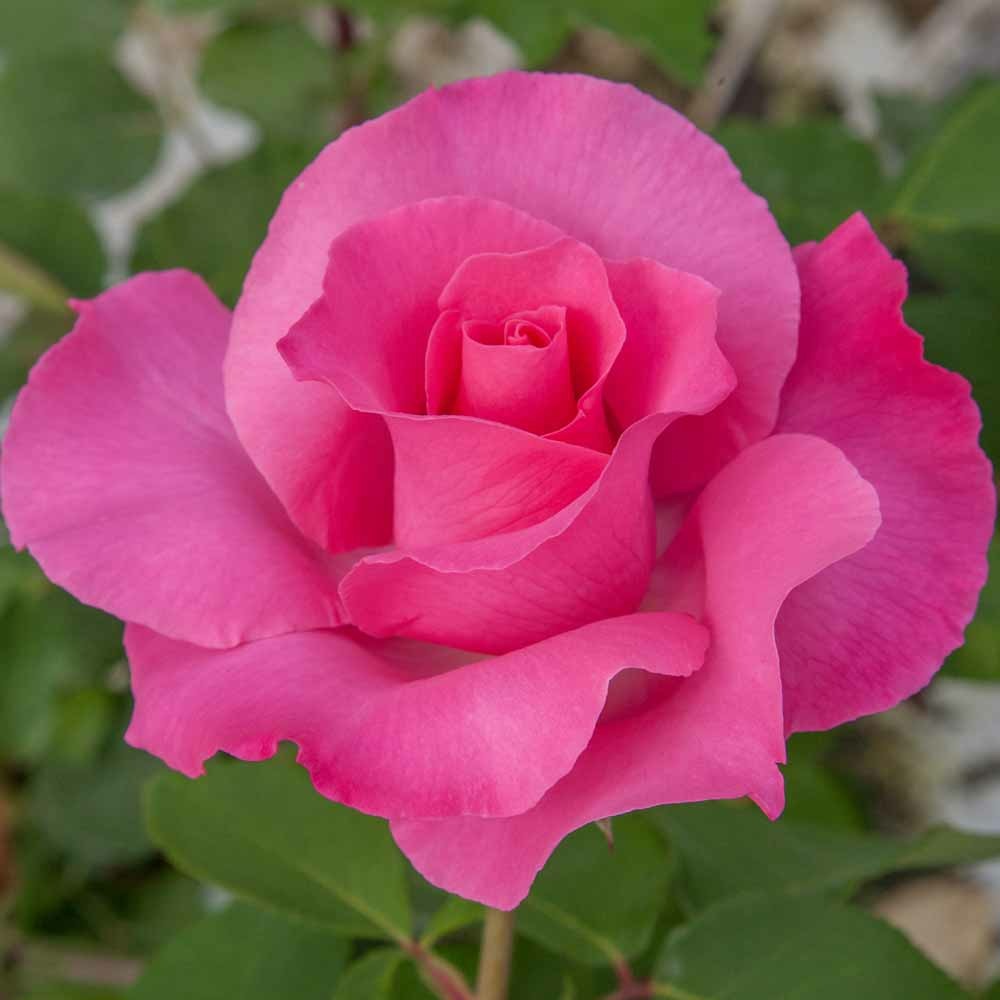 Rosier the mc cartney rose ® meizeli sans motte