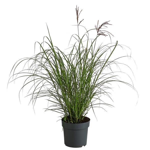 Chinaschilf 'Red Chief'