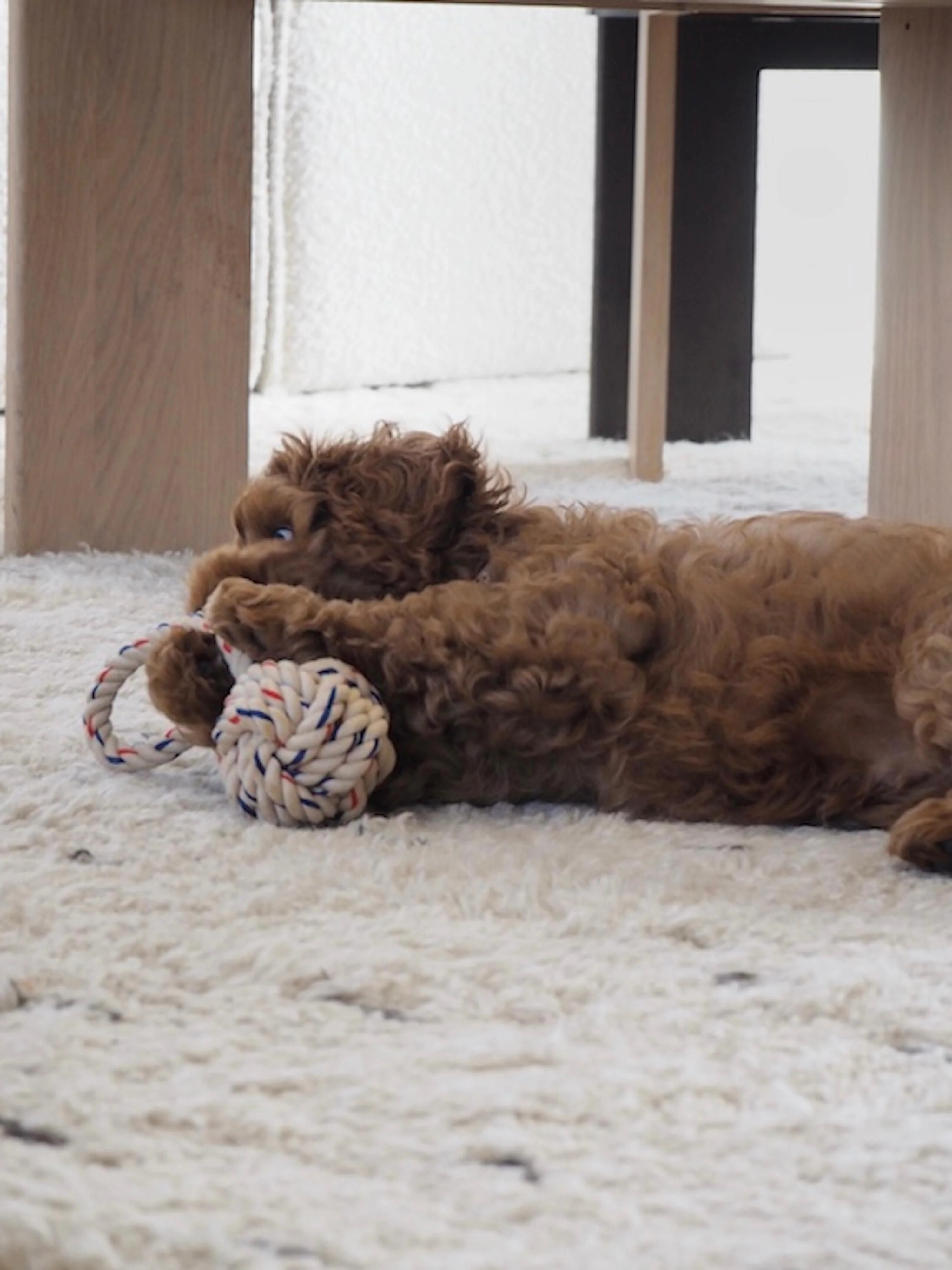 Hondenspeelgoed Otto