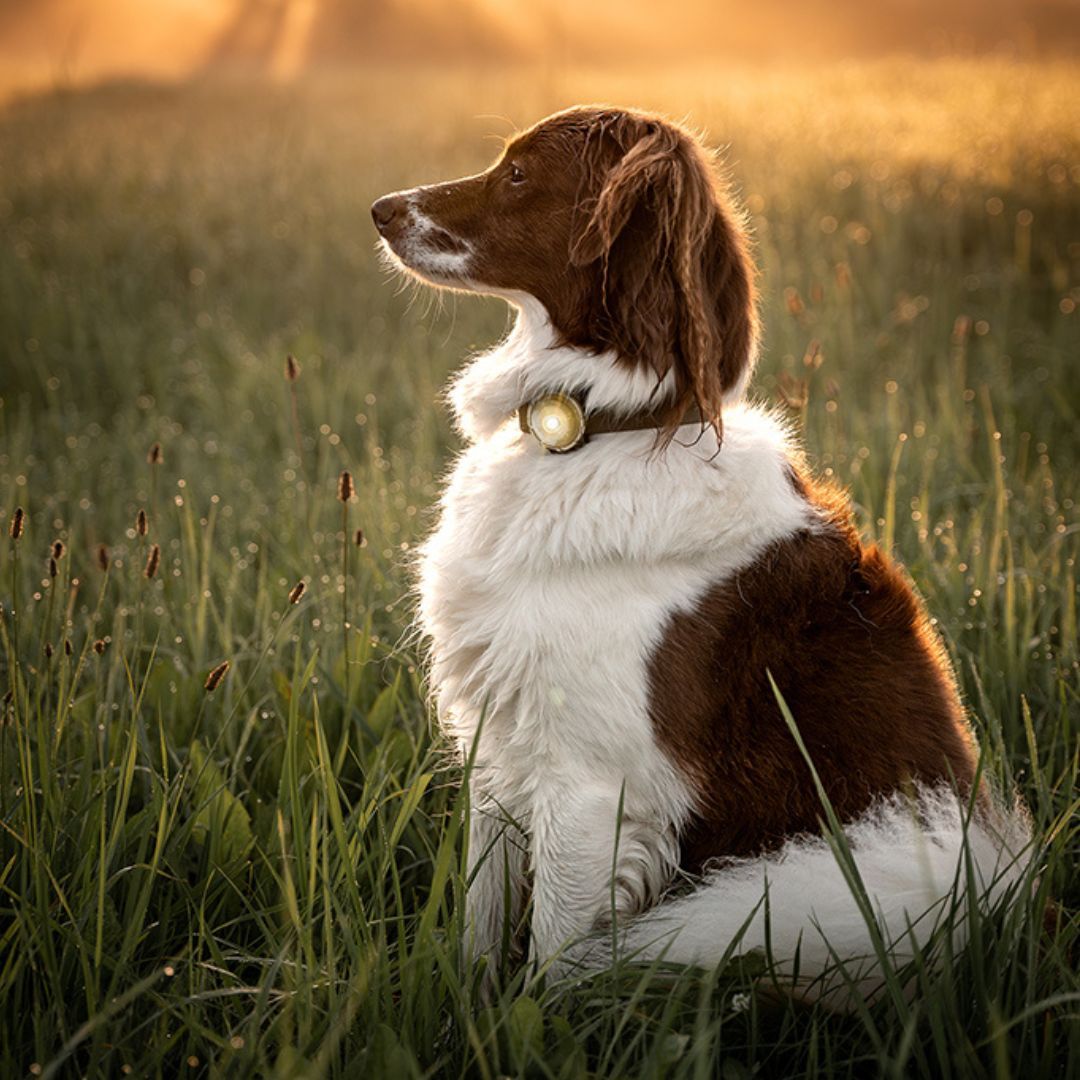 Orbiloc Sicherheitslicht Dog Dual Gold