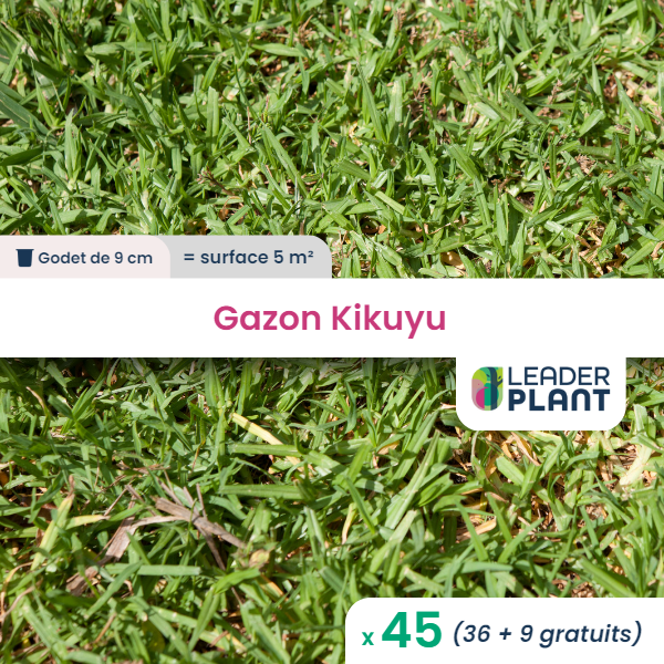 45 x gazon kikuyu en godet