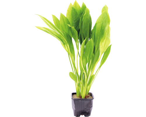 Grote Amazone zwaardplant - Echinodorus bleheri, GP