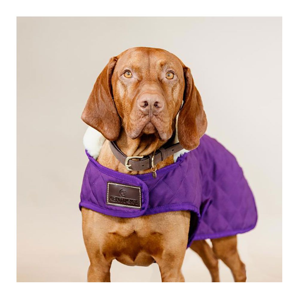 Kentucky ORIGINAL - Manteau pour chien royal purple