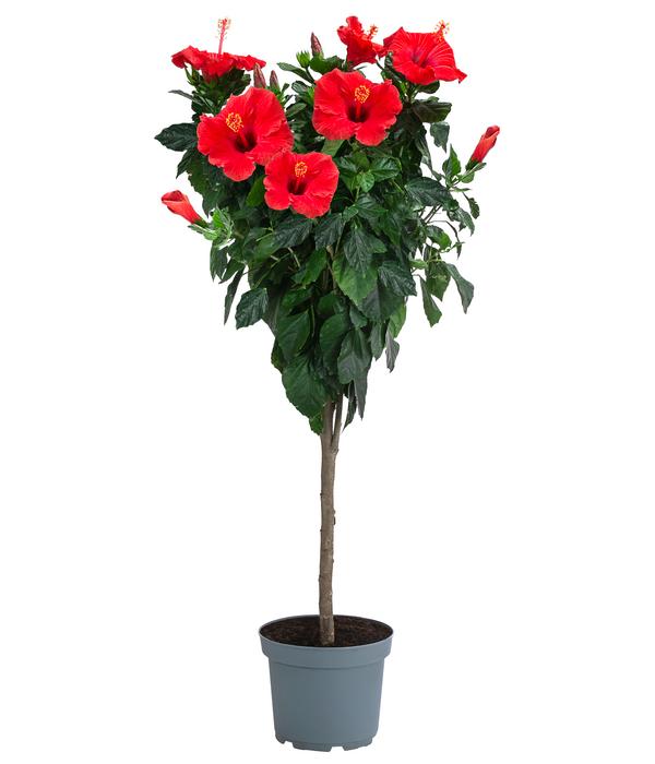 Zimmerhibiskus - Hibiscus rosa-sinensis,