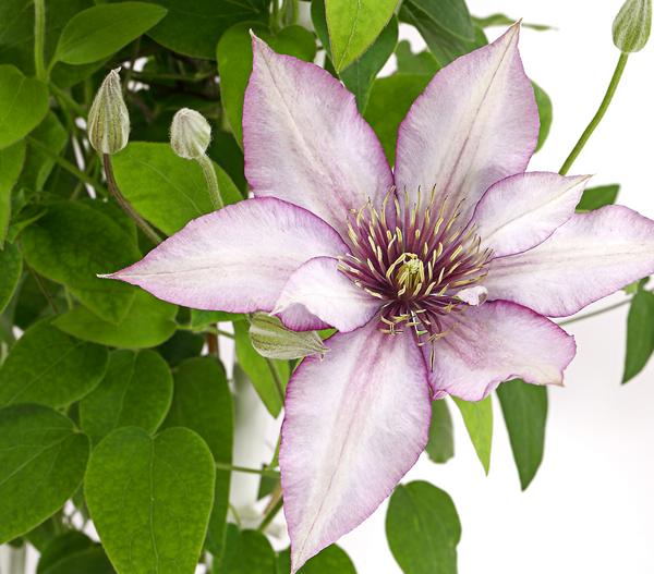 Waldrebe - Clematis, Spalier