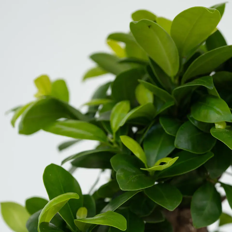 Chinese vijg - Set van 4 - Ficus microcarpa - Hoogte 30-40cm - ⌀12cm