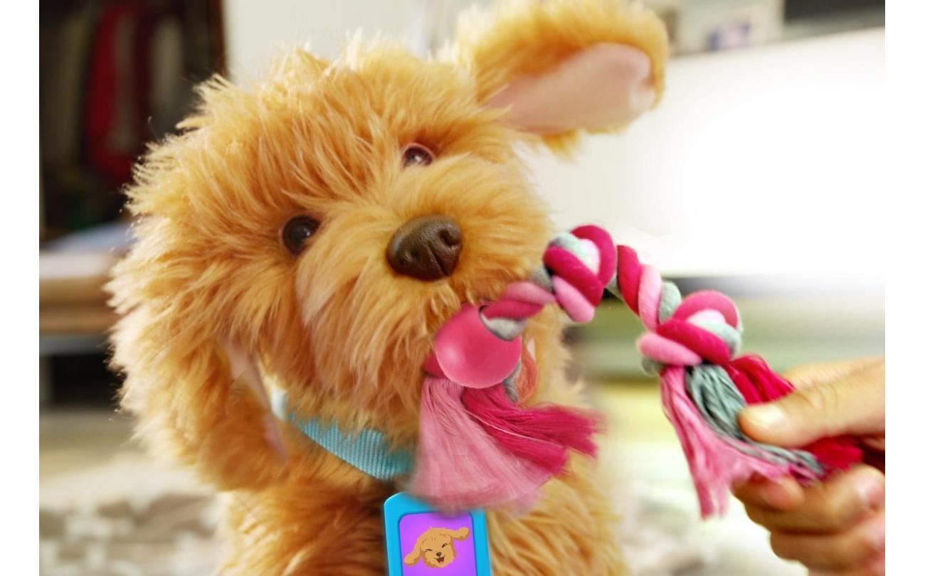 Moji mijn lieve labradoodle