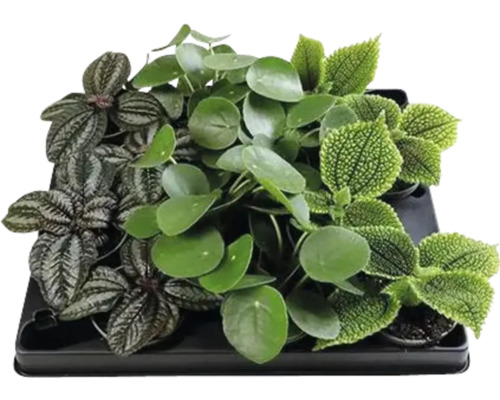 Artillerieplant, UFO plantenmix FloraSelf Pilea Ø 6 cm pot, willekeurige variëteitselectie