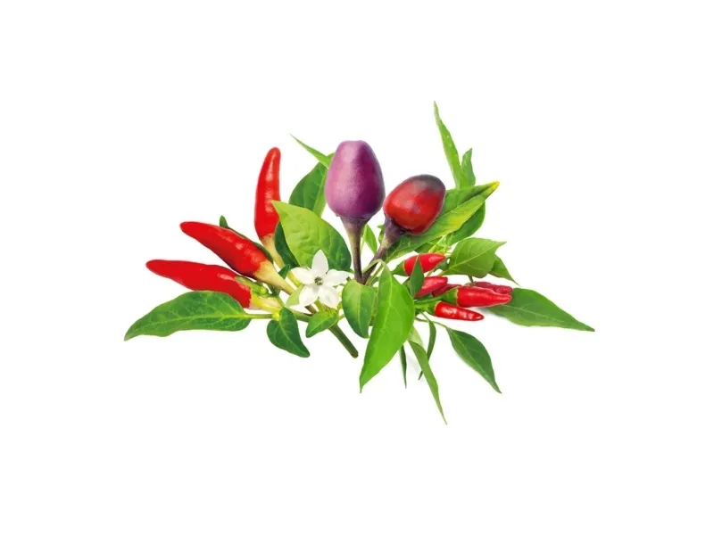 Click And Grow Click & Grow Frø til Smart Pot - Chilipeberfrø, 9 stk.