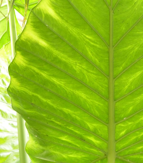 Pfeilblatt - Alocasia portodora