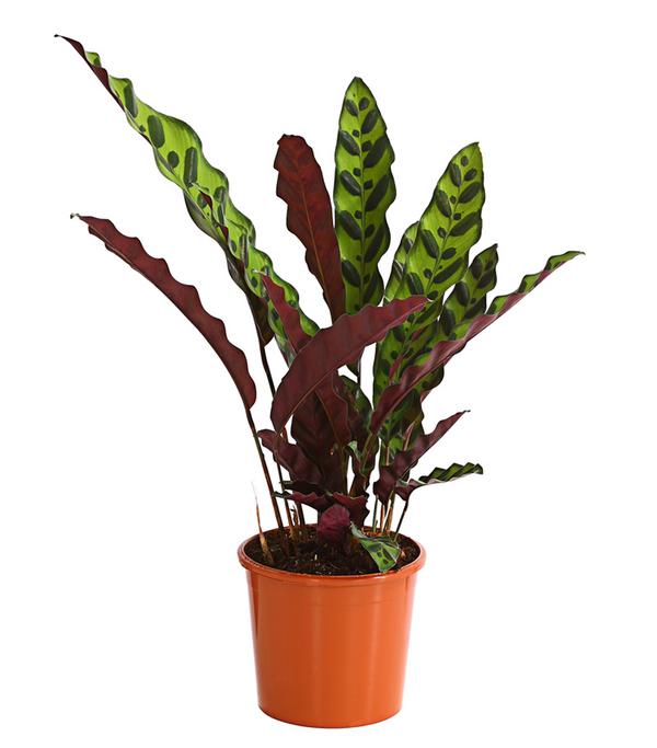Korbmarante - Calathea lancifolia