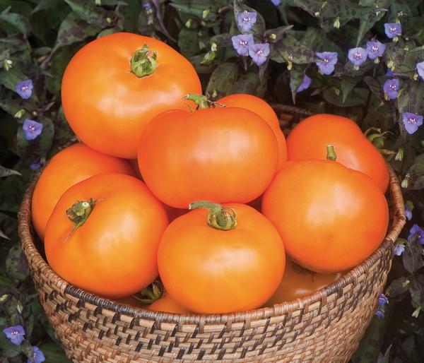 Dehner Gourmet Garten Fleischtomate, orange