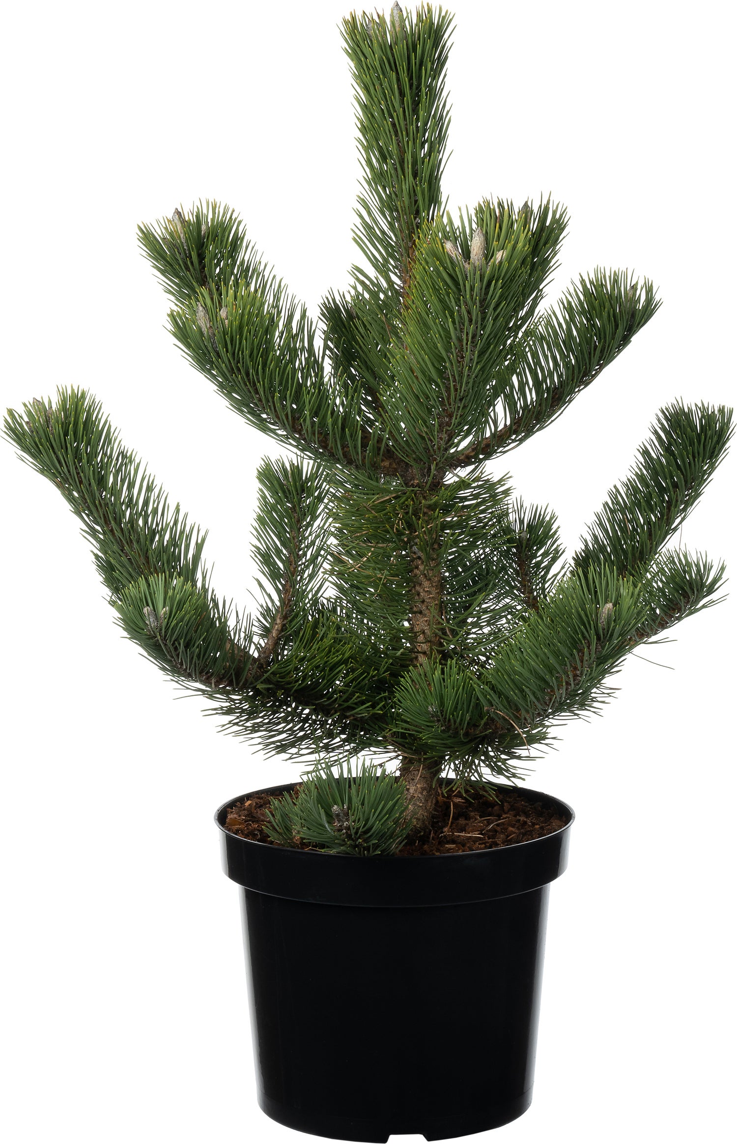 Zwarte Den (Pinus nigra 'Oregon Green' ) D 26 H 40 cm