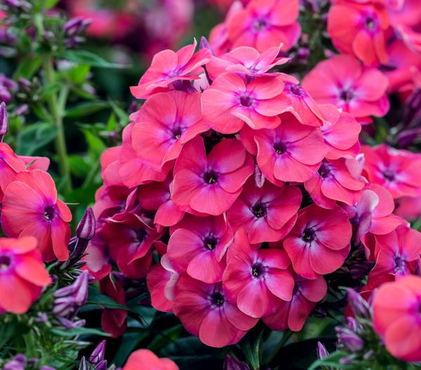 Stauden-Phlox, verschiedene Sorten