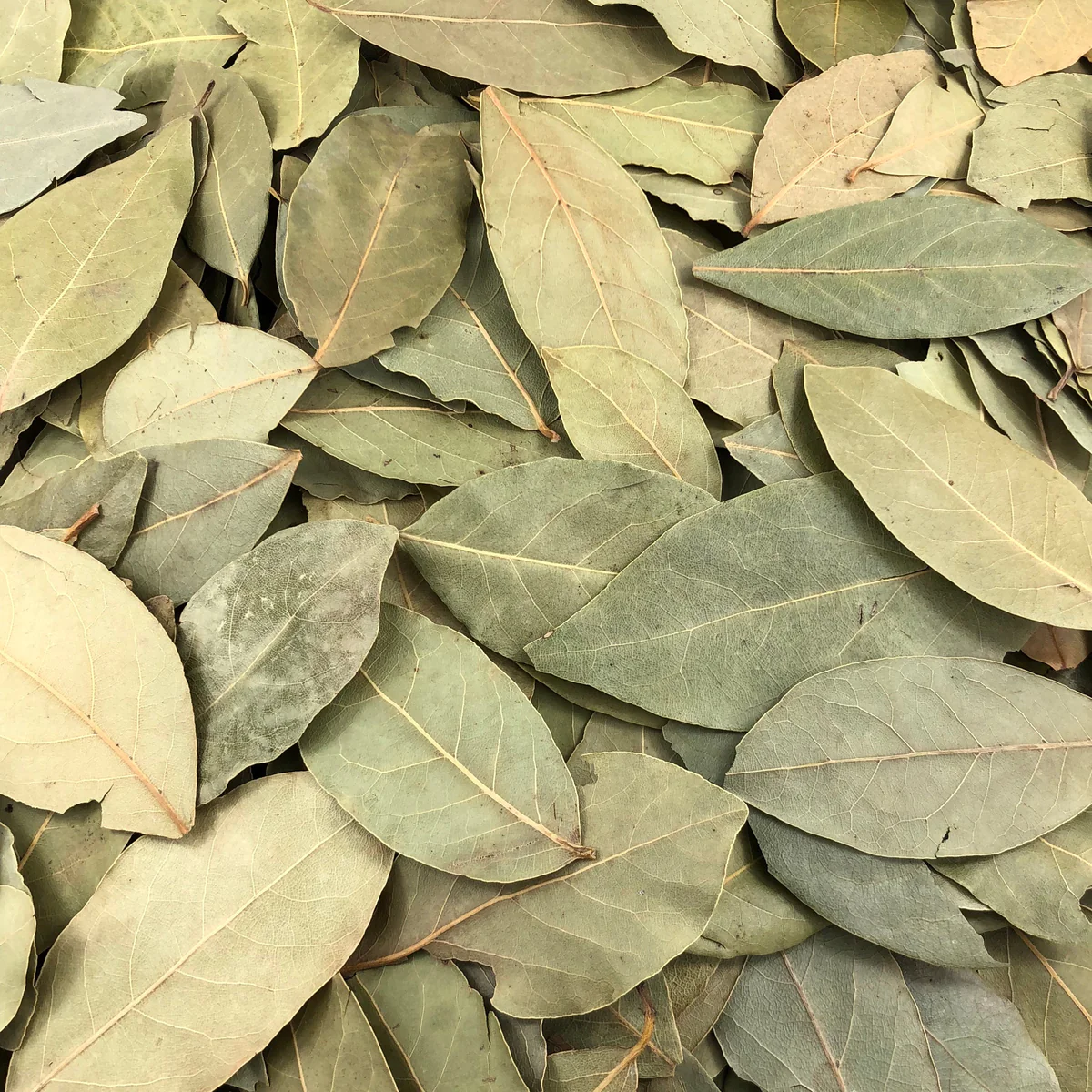 Laurier Feuilles Bio en Vrac 10kg Vrac Bio