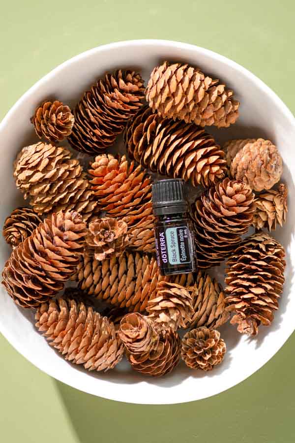 Huiles d'epinette noire   Picea Mariana