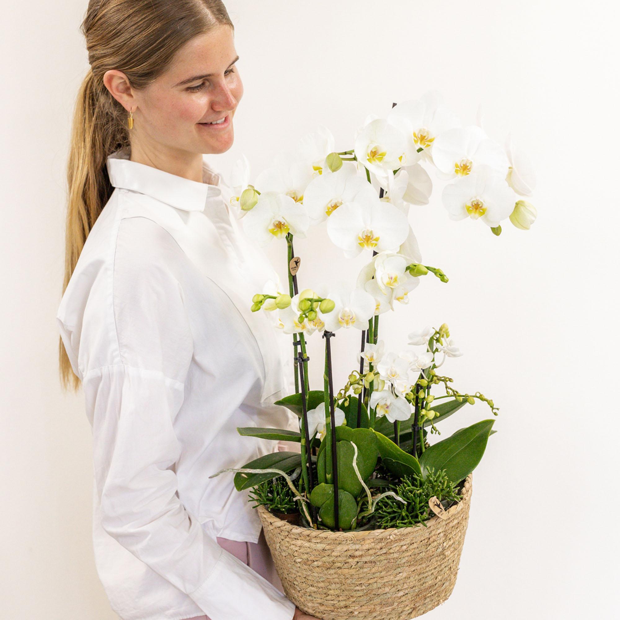 Plante d'intérieur - composition dans un panier en coton avec réservoir d'eau de 3 orchidées blanches et 3 rhipsalis 55cm