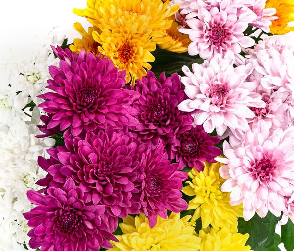 Chrysantheme 'Fifty'