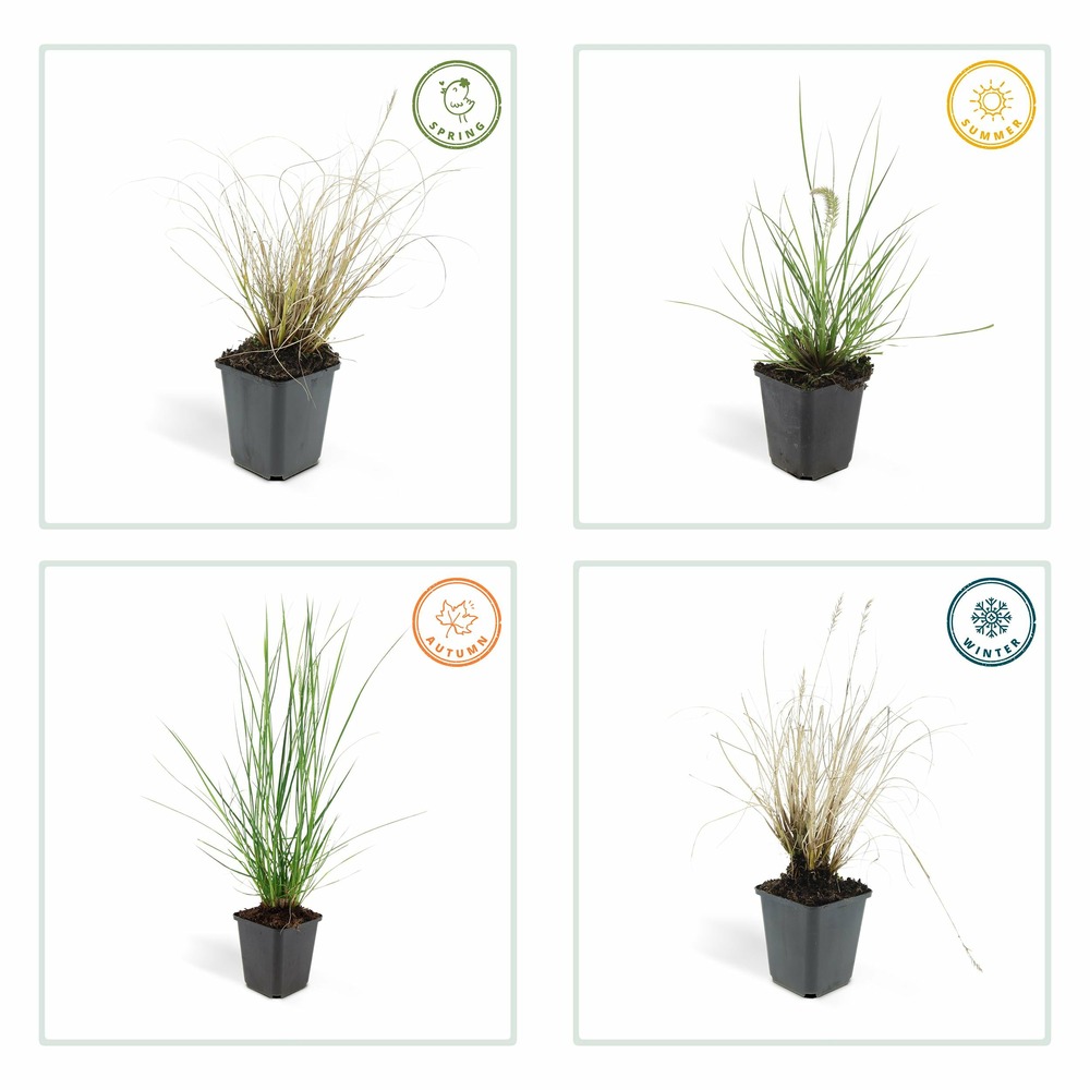 Pennisetum alopecuroides 'hameln'