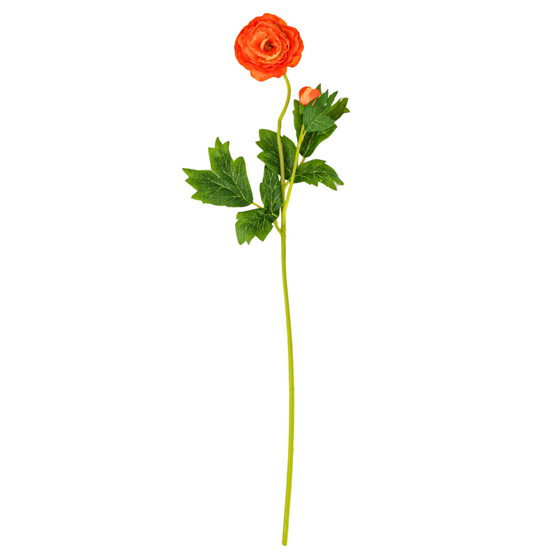 Tige de renoncules